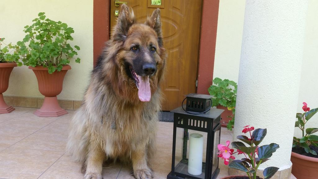 Pokoje Goscinne Na Skraju Puszczy Pogorzelce Extérieur photo